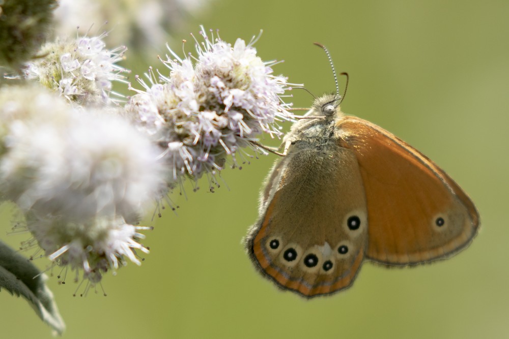 Coenonympha glycerion